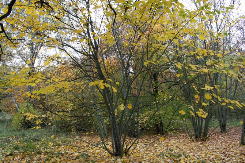 Клён зеленокорый, клён-липа