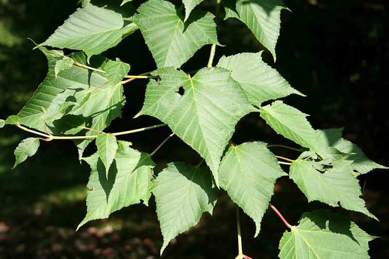 Клён зеленокорый (Acer tegmentosum)