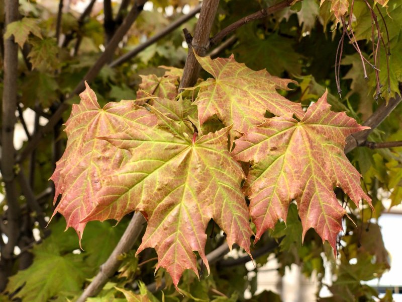 Клён Колосистый (Acer spicatum)