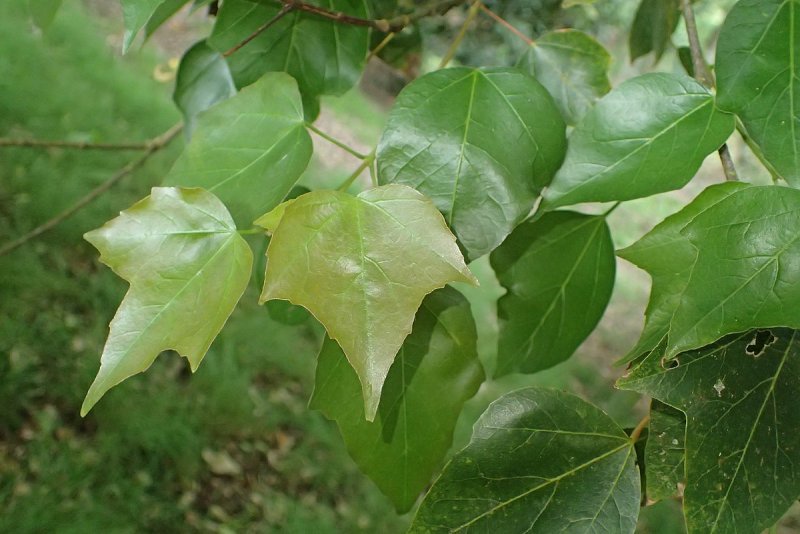 Комнатный клен