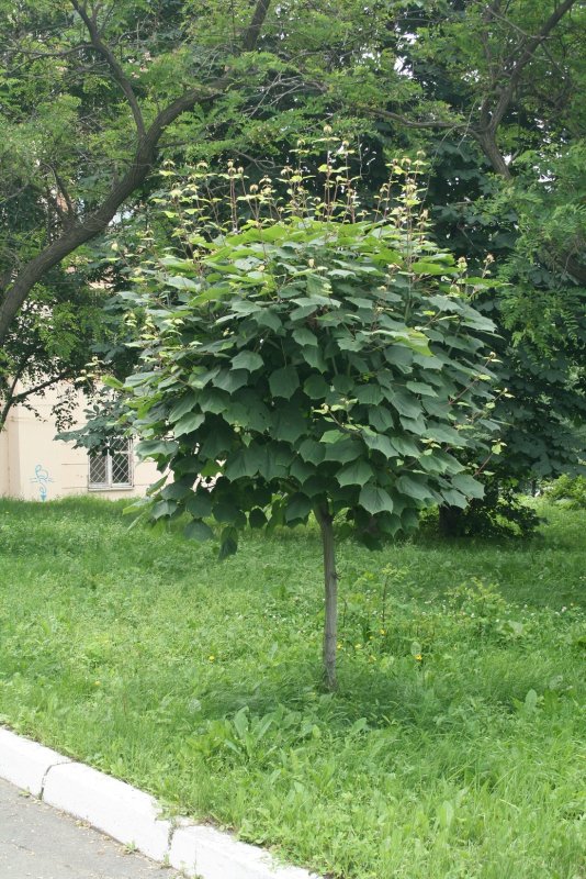 Клен семёнова (Acer semenovii)