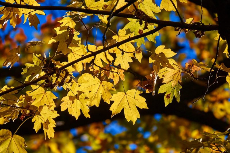 Acer davidii 'serpentine'