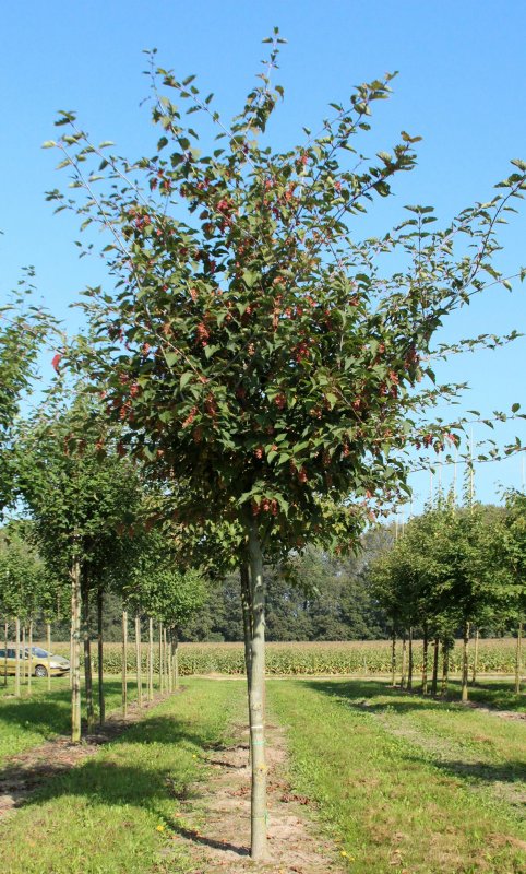 Acer davidii 'serpentine'