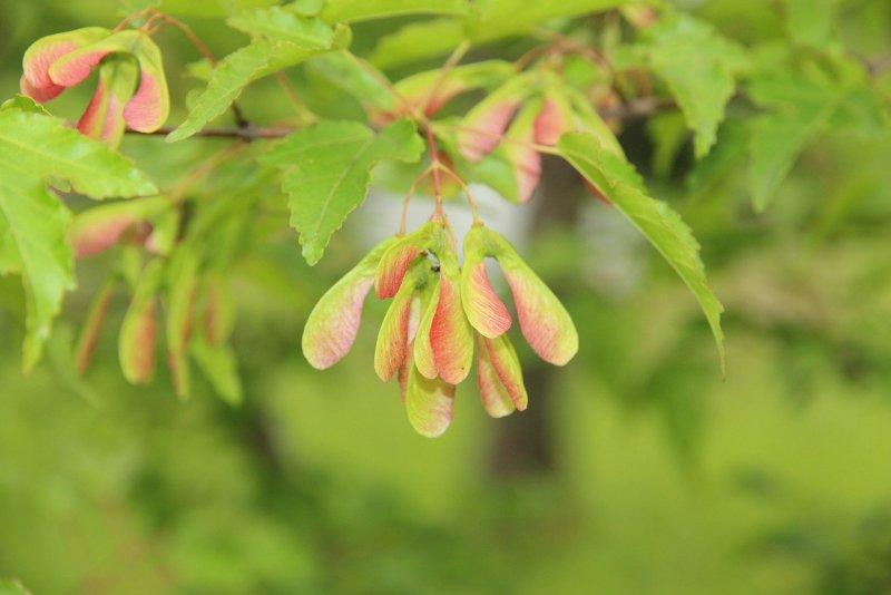 Клён Давида (Acer davidii) или зеленокорый