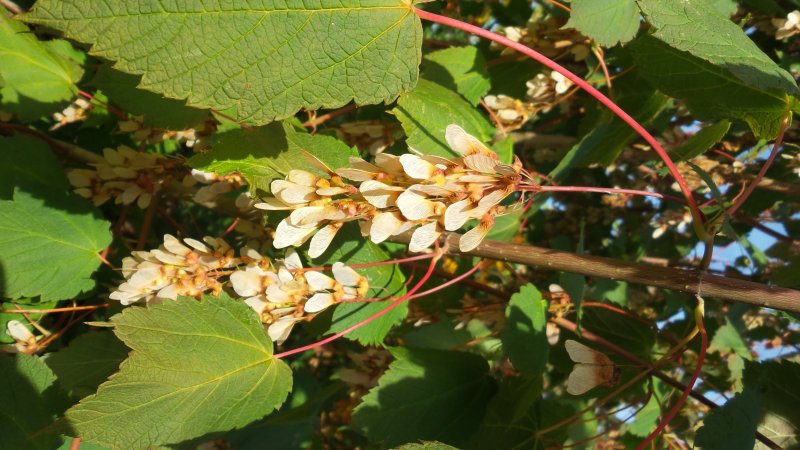 Acer platanoides 'maculatum'