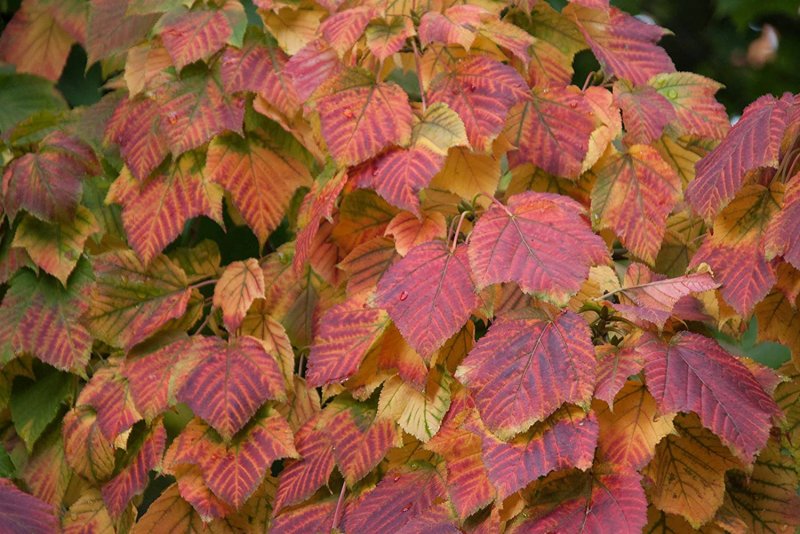 Клён Давида (лат. Acer davidii