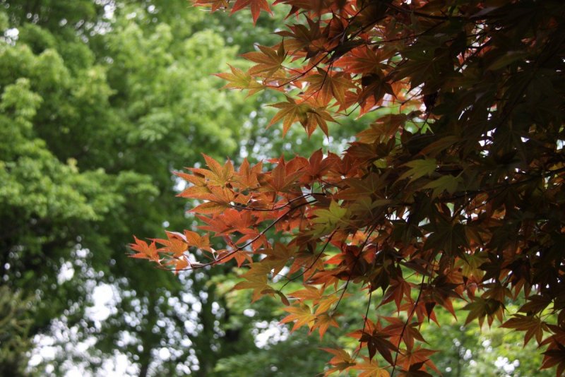 Acer palmatum 9001