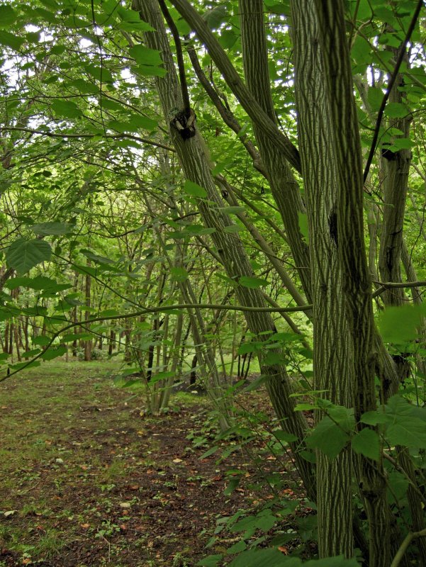 Клен зеленокорый (Acer tegmentosum)