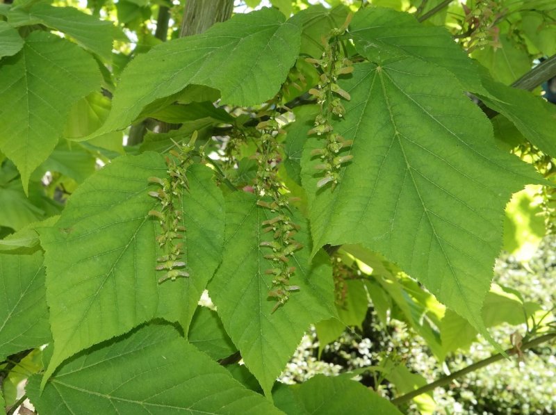 Клен зеленокорый (Acer tegmentosum)