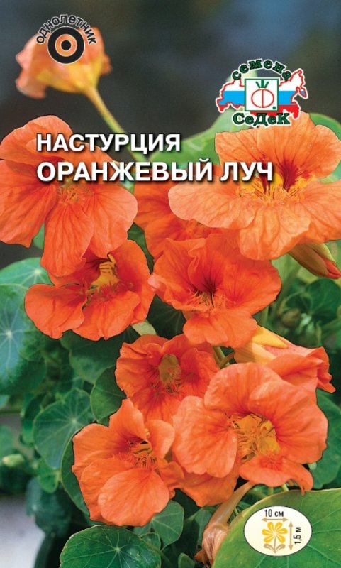 Настурция – Orange Nasturtium