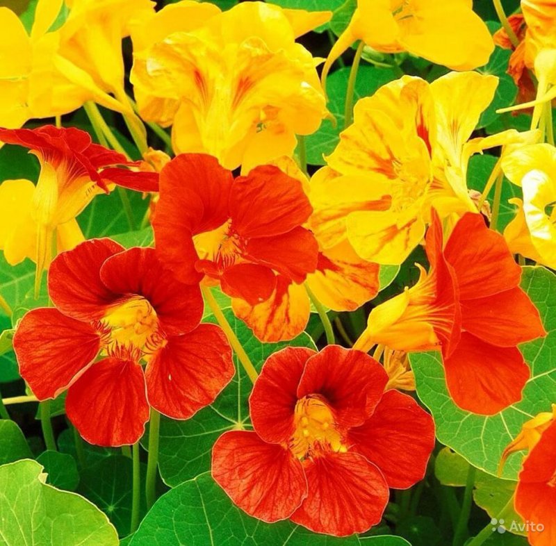 Настурция – Orange Nasturtium