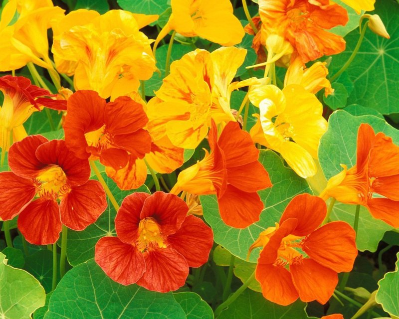 Настурция трехцветная (Tropaeolum Tricolor)