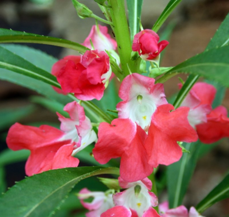 Бальзамин tuberosa