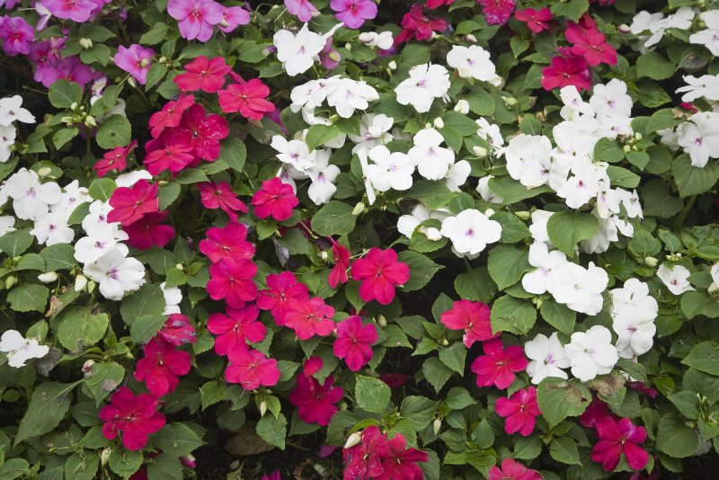 Бальзамин Impatiens