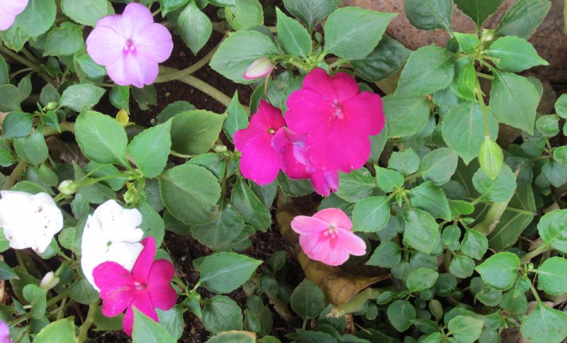 Бальзамин Impatiens Tom