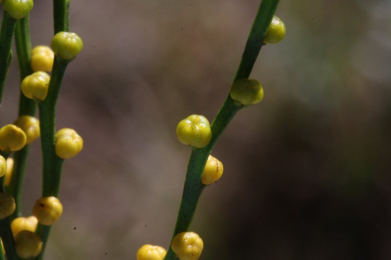 Psilotum triquetrum
