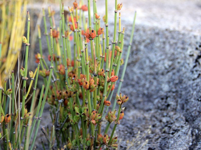Corispermum hyssopifolium