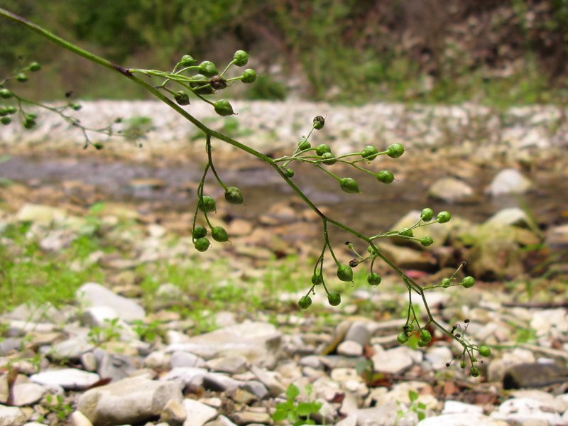 R. maritima растение