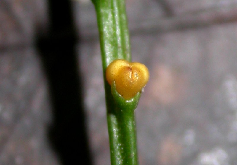 Psilotum triquetrum