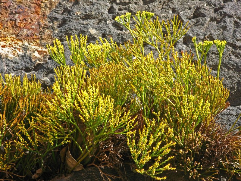 Psilotum triquetrum