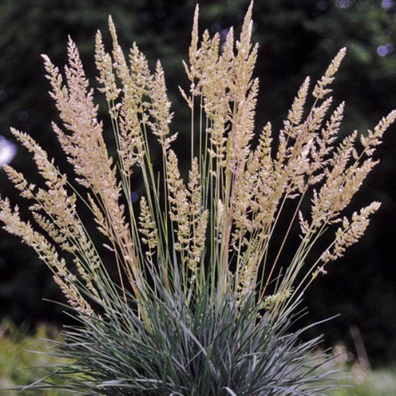 Калерия сизая (Koeleria glauca)