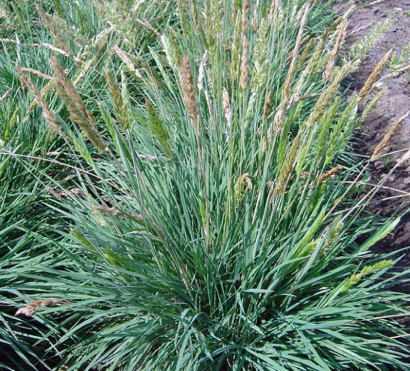 Калерия сизая (Koeleria glauca)