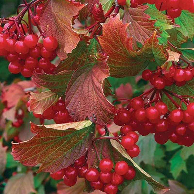 Калина (Viburnum)