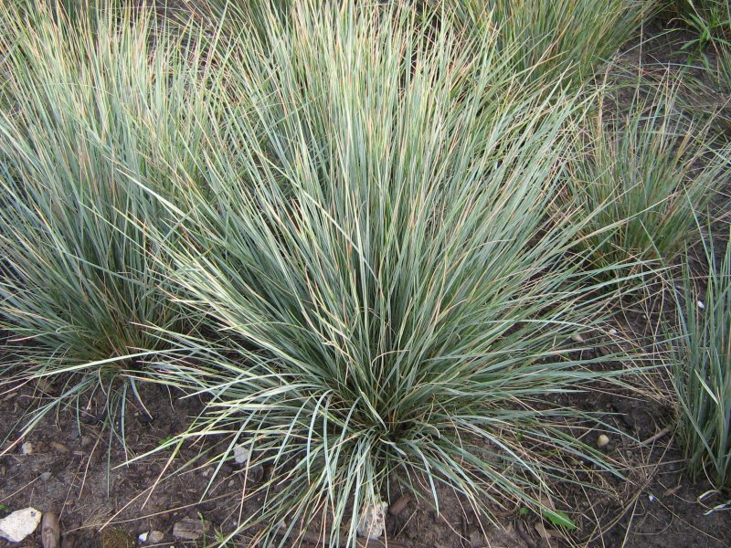 Белоус - Nardus stricta