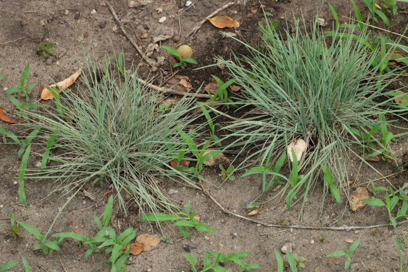 Тонконог жестколистный Koeleria sclerophylla