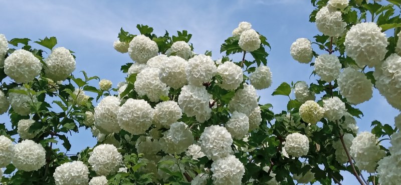 Калина бульденеж Розеум