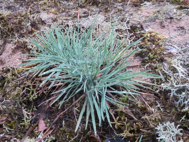 Калерия сизая (Koeleria glauca)