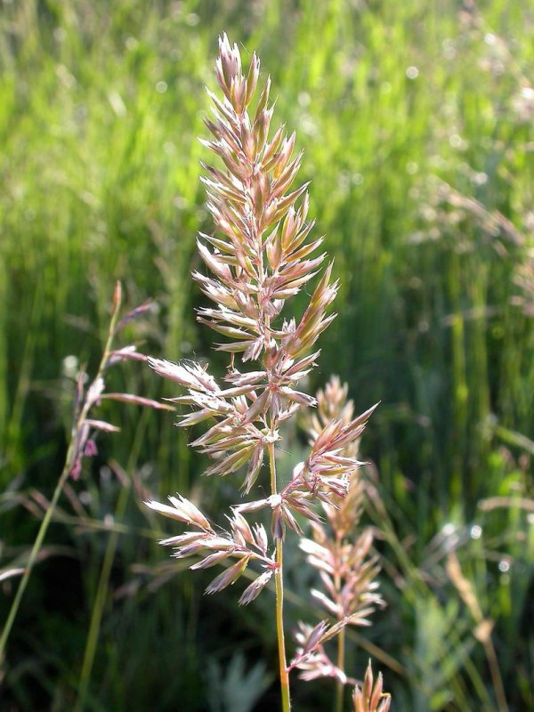 Koeleria macrantha