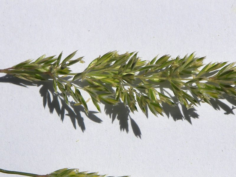 Тонконог жестколистный Koeleria sclerophylla