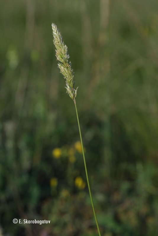 Koeleria gracilis