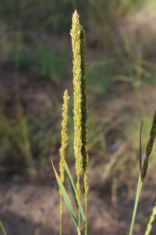 Тонконог Koeleria sclerophylla