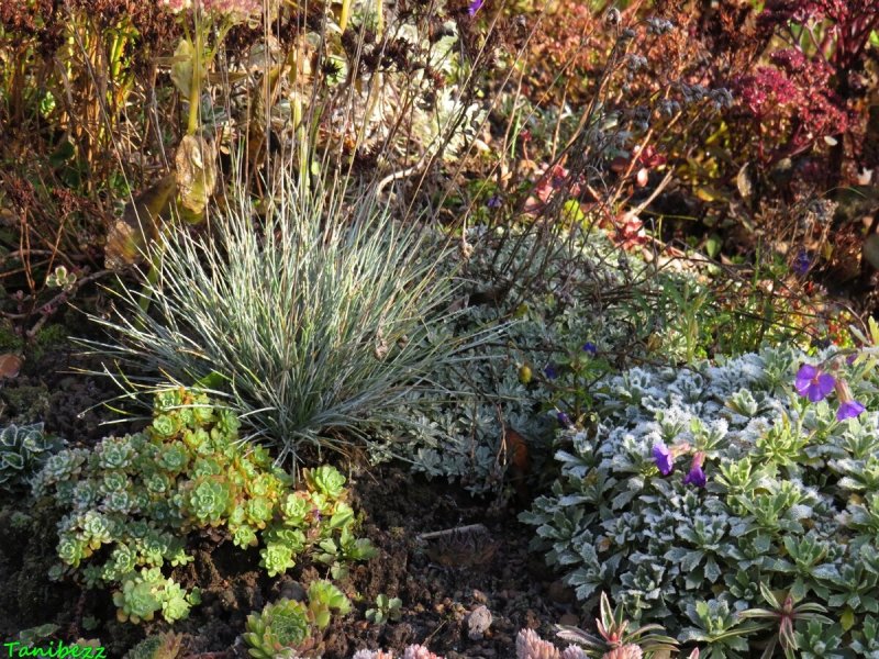 Тонконог жестколистный Koeleria sclerophylla