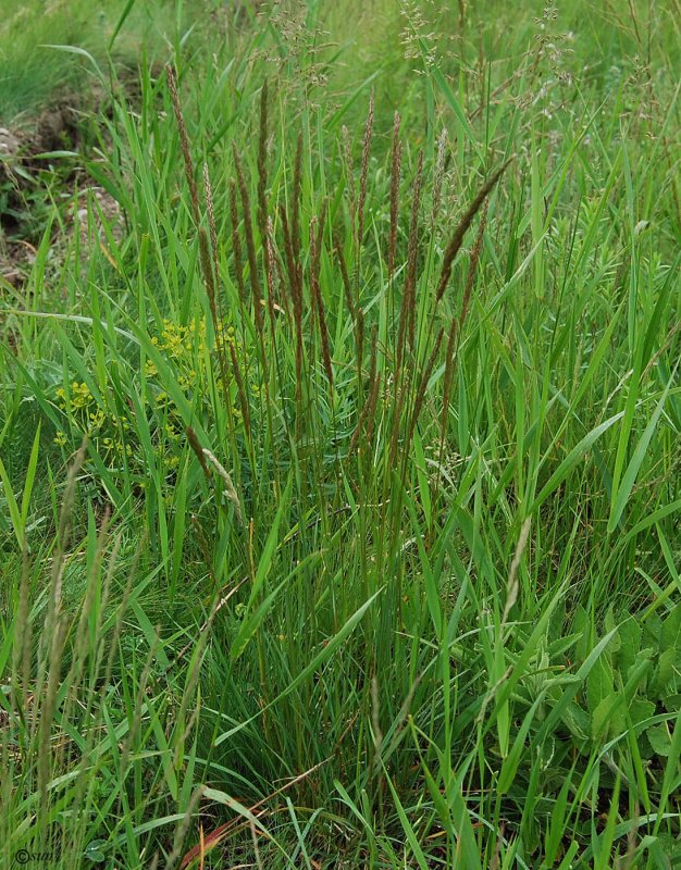 Koeleria macrantha