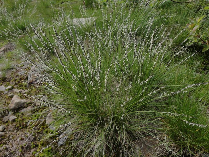 Тонконог жестколистный Koeleria sclerophylla