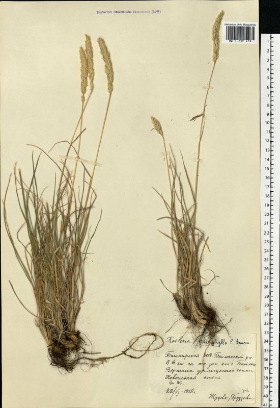 Тонконог Koeleria sclerophylla