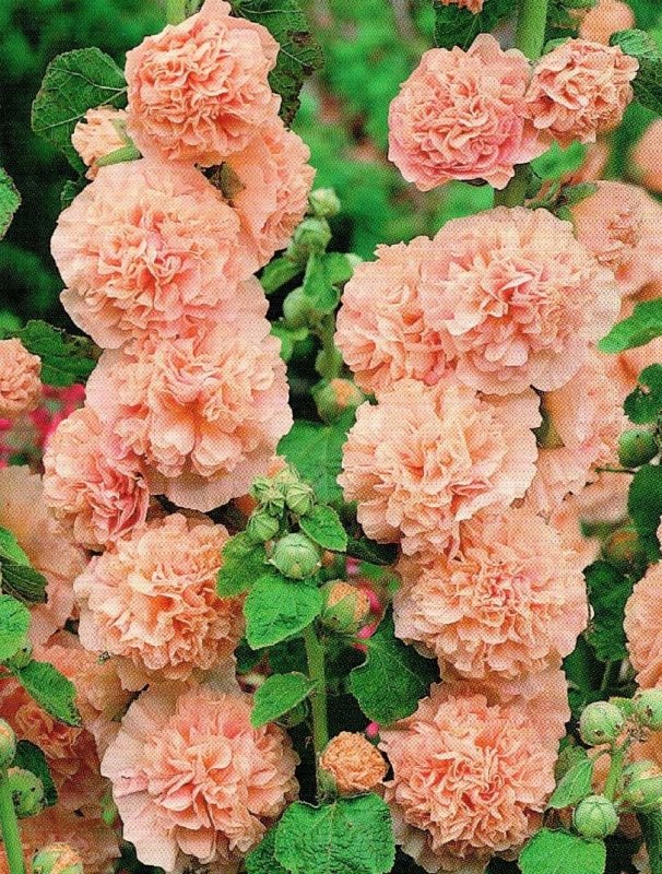 Шток-роза Alcea rosea