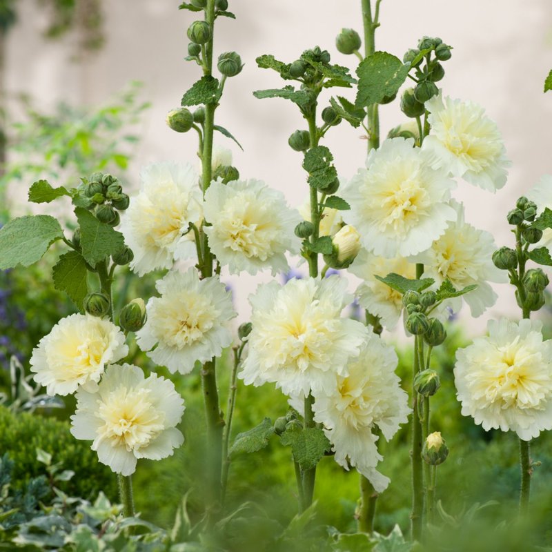Шток-роза Alcea rosea