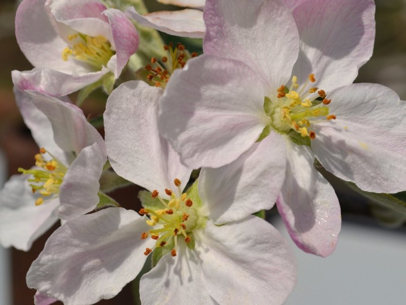 Мальва – Alcea rosea