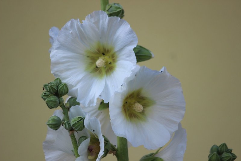 Rose Mallow
