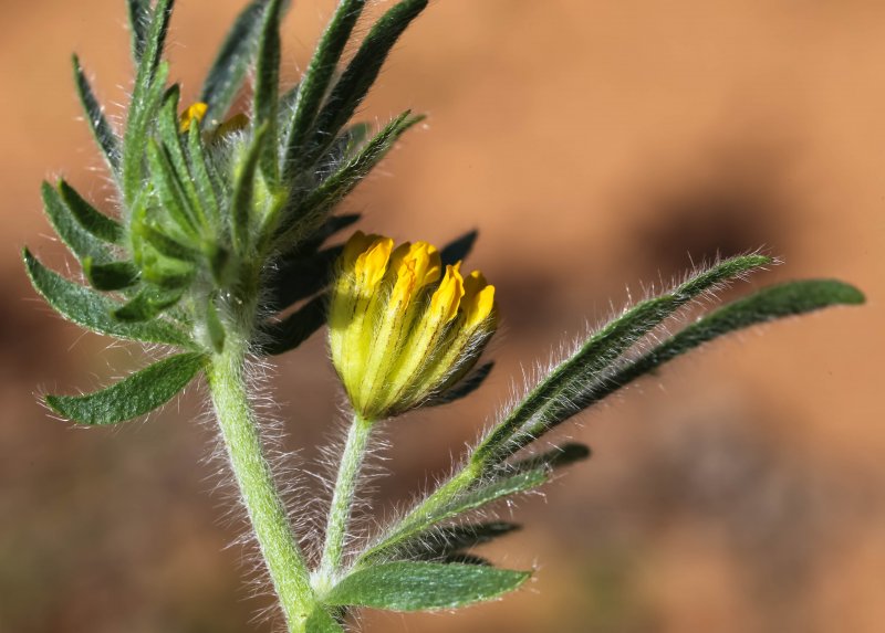 Anthyllis Montana rubra