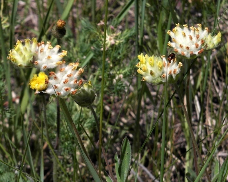 Anthyllis macrocephala