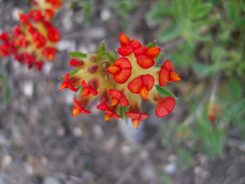 Язвенник vulneraria