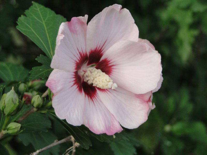 Гибискус Hibiscus syriacus