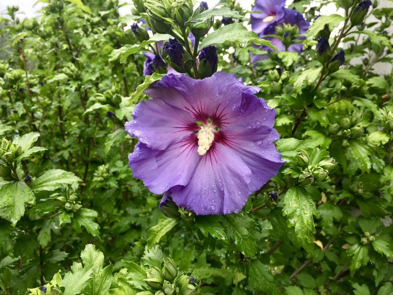 Гибискус сирийский, кетмия – Hibiscus