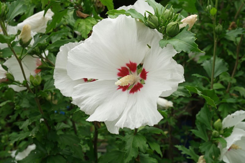 Гибискус сирийский (Hibiscus syriacus Hamabo) м150