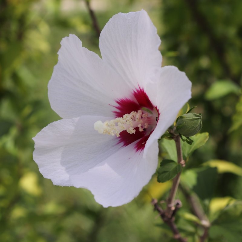 Гибискус сирийский, кетмия – Hibiscus